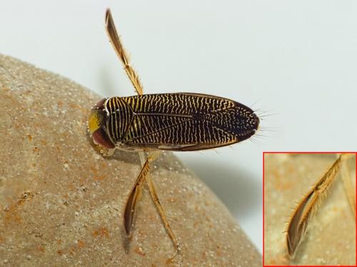 Hesperocorixa linnaei